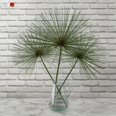 Cyperus papyrus / Papyrus in a vase — Descargar