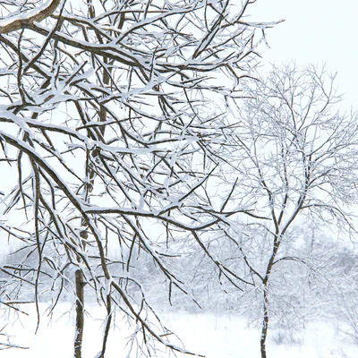 Winter Ash — Ver 2
