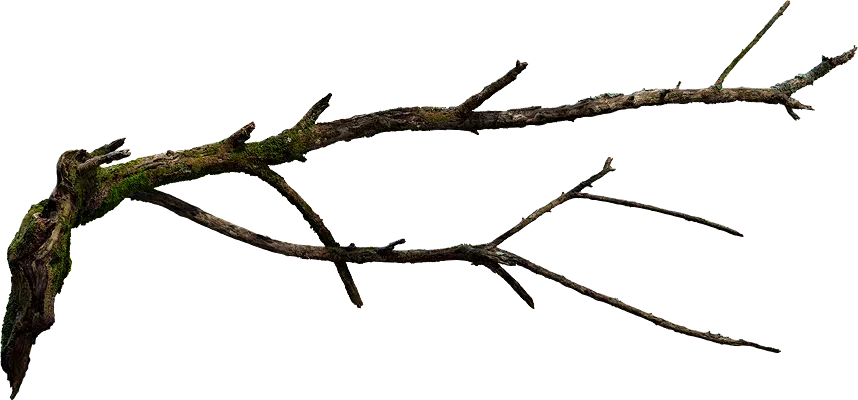 wooden branch 003 — Descargar