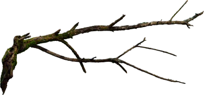 wooden branch 003 — Descargar