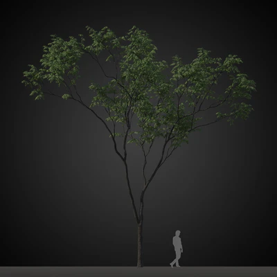 trees 001 — Скачать