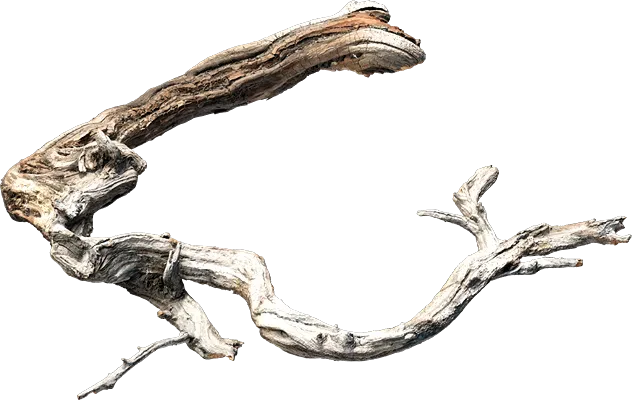 old tree branch 004 — Descargar