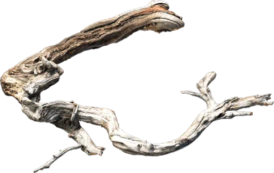 old tree branch 004 — Descargar