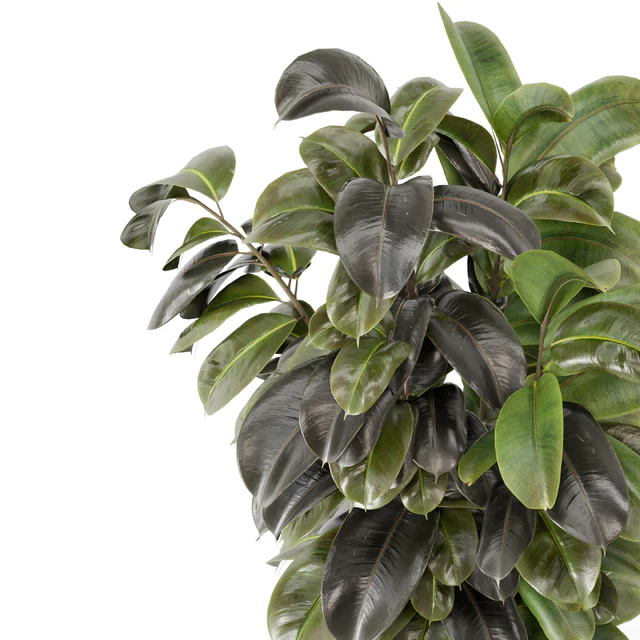 Indoor Plants in rusty Concrete Pot - Set 1209 — Descargar