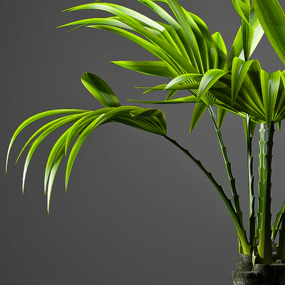 FAN PALM 52 — Вид 2
