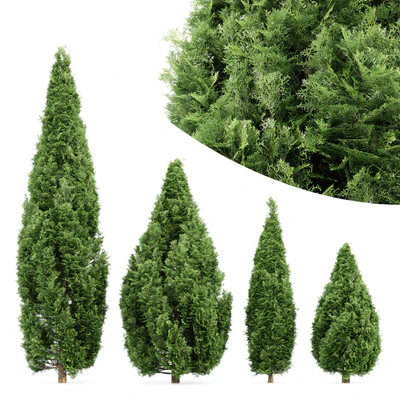 4 Rocky Mountain Juniper tree - Juniperus scopulorum — Ver 1