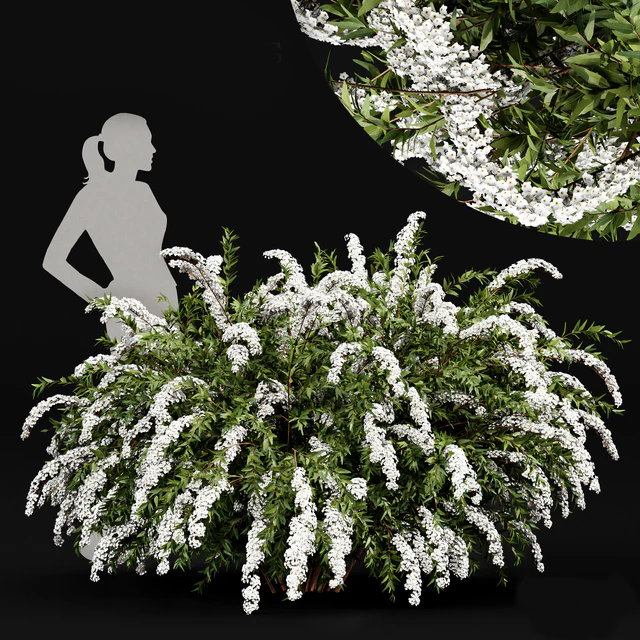 Spiraea cinerea 3 Material Grefsheim flowering shrub — Скачать