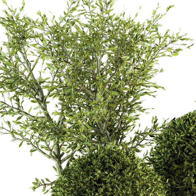 Outdoor Plant Set 209 - Plant and Tree in Pot — Скачать