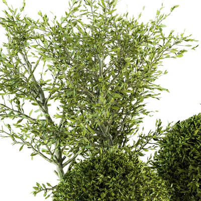 Outdoor Plant Set 209 - Plant and Tree in Pot — Вид 4