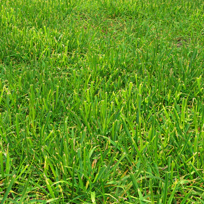 Grass lawn — Ver 6