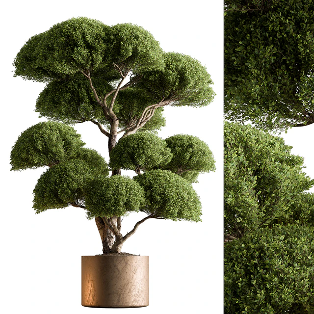 Indoor Plant 638 -Topiary Ball — Скачать