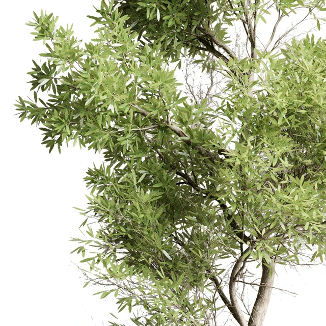 Collection outdoor indoor 85 pot plant & tree & bush — Descargar