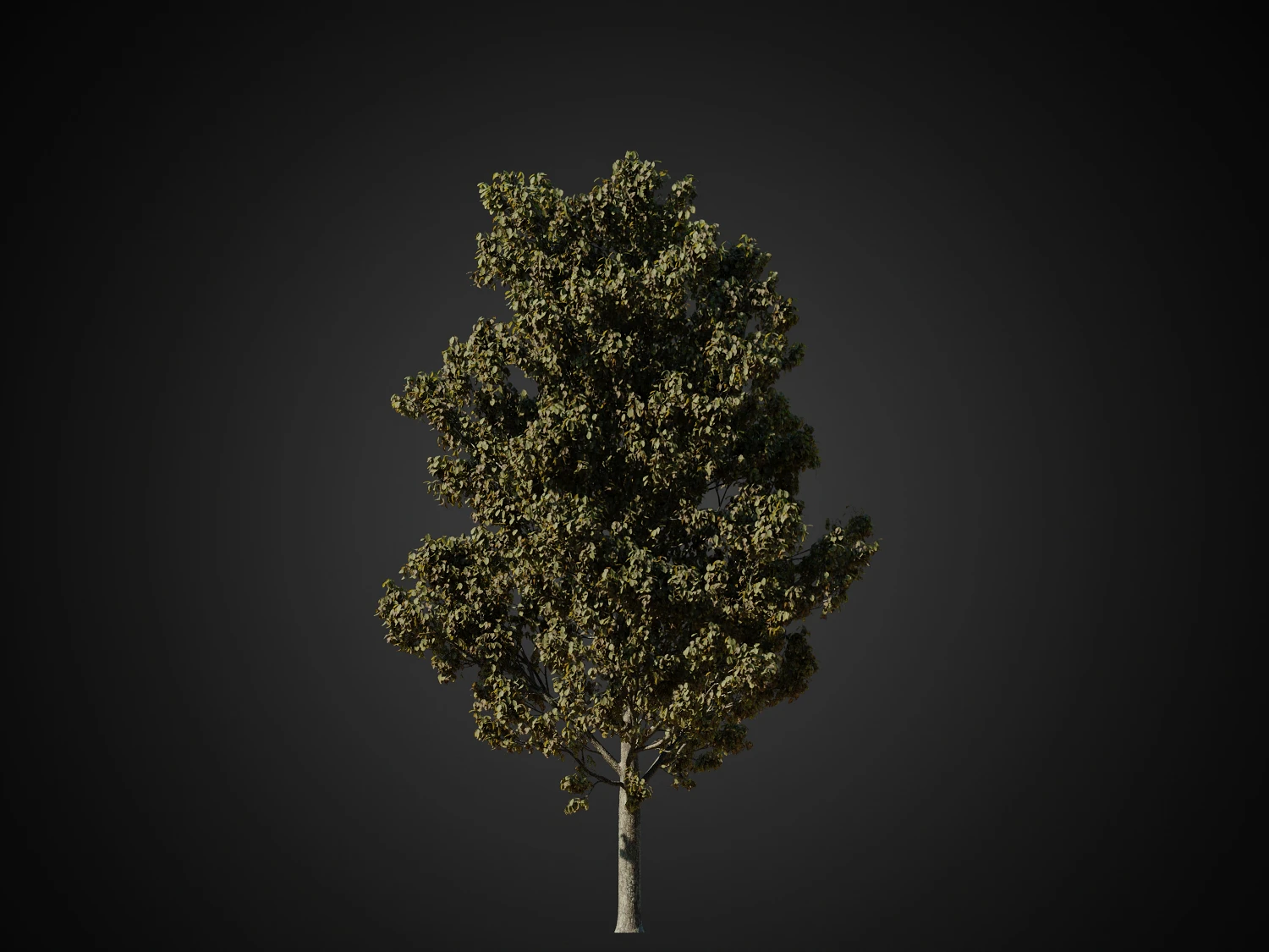 025 — Descargar