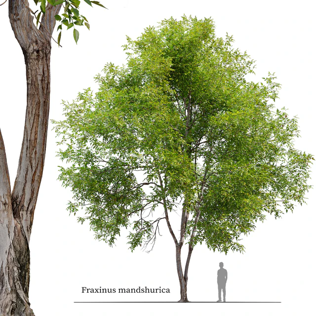 Fraxinus mandshurica — Скачать