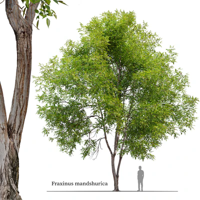 Fraxinus mandshurica — Вид 1