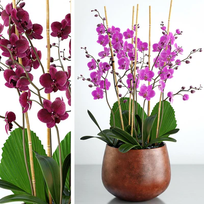 Orchid 7 — Ver 1