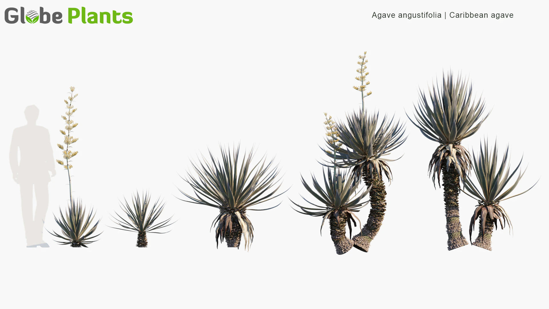 agave angustifolia — Download