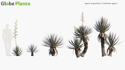 agave angustifolia — descargar