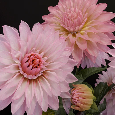 flowers dahlias — Ver 3