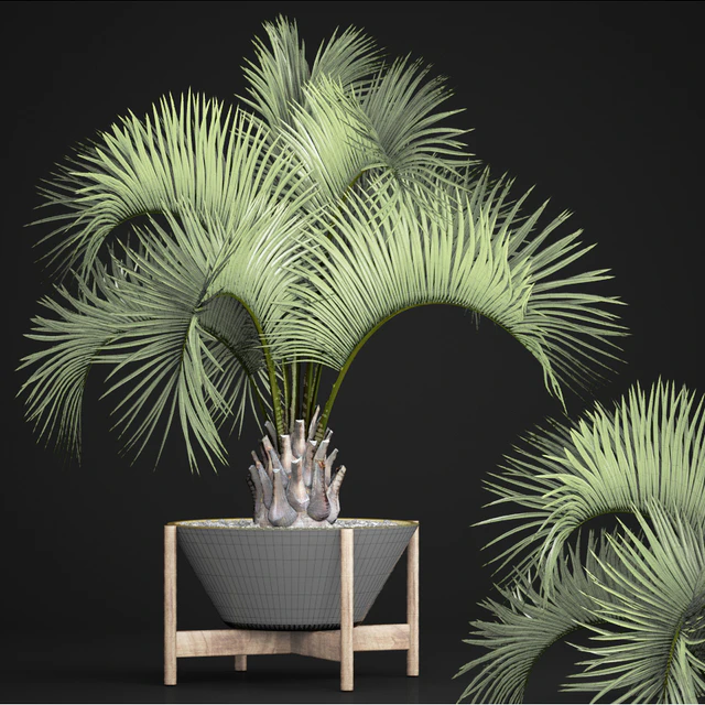 Butia capitata palm, Decorative palm tree in a black flowerpot, office plants, interior, loft, flower, butia — Descargar
