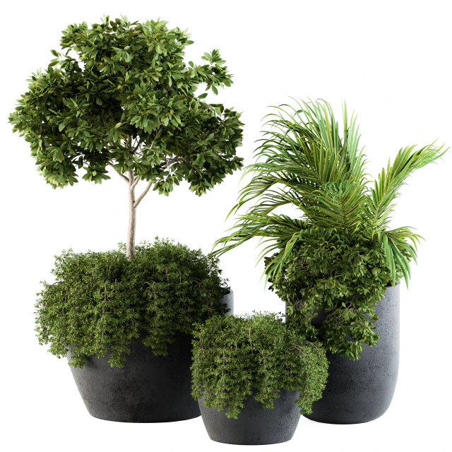 Outdoor Plants Broadleaf - Set 81 — Скачать