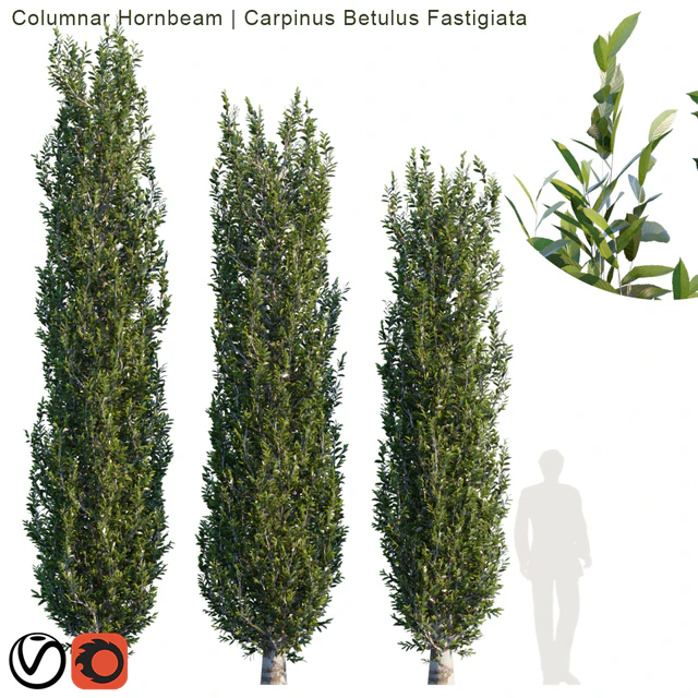 Columnar Hornbeam # 2 — Скачать