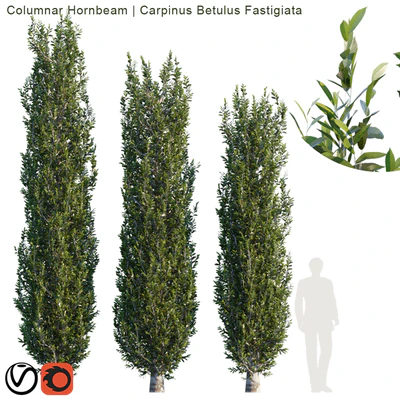 Columnar Hornbeam # 2 — Вид 1