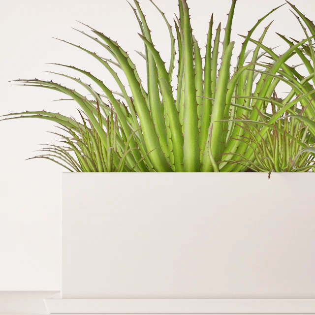 Contemporary houseplants — Скачать