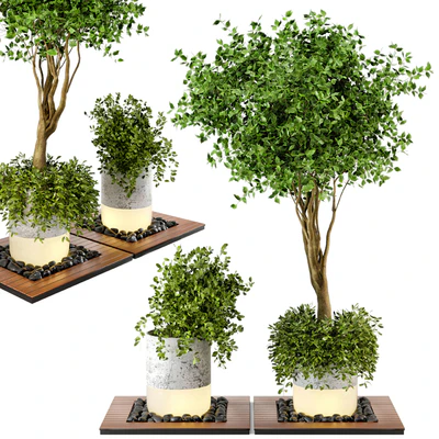 Outdoor Plants bush & Tree Combination of wood & concrete  Pot - Garden Set 45 — Вид 5