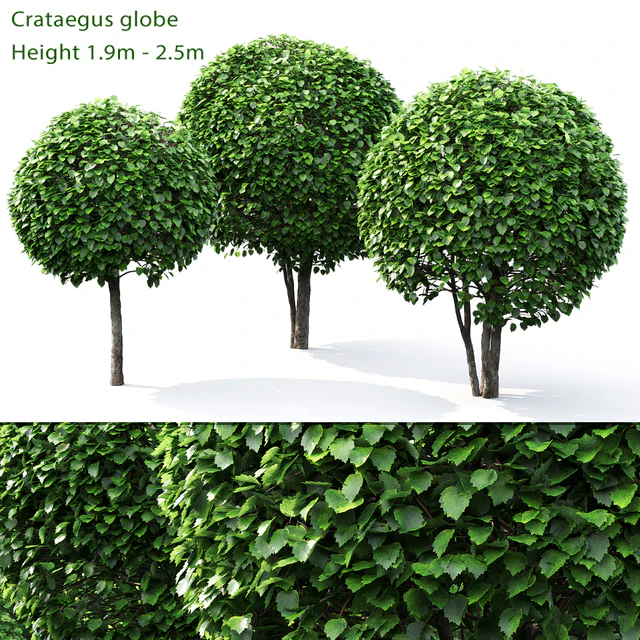 Crataegus globe # 1 — Descargar