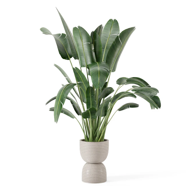 Indoor Plants  in rusty Concrete Pot - Set 298 — Скачать