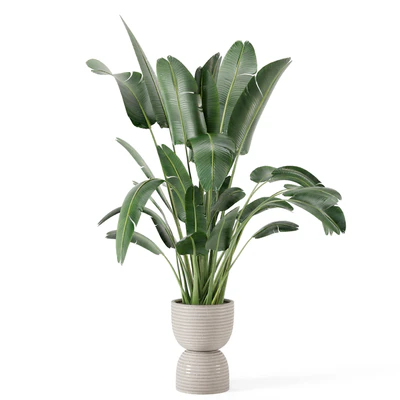 Indoor Plants  in rusty Concrete Pot - Set 298 — Вид 5