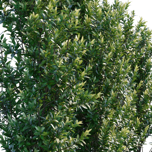 Laurus Nobilis | Bay tree | Grecian Laurel — Descargar