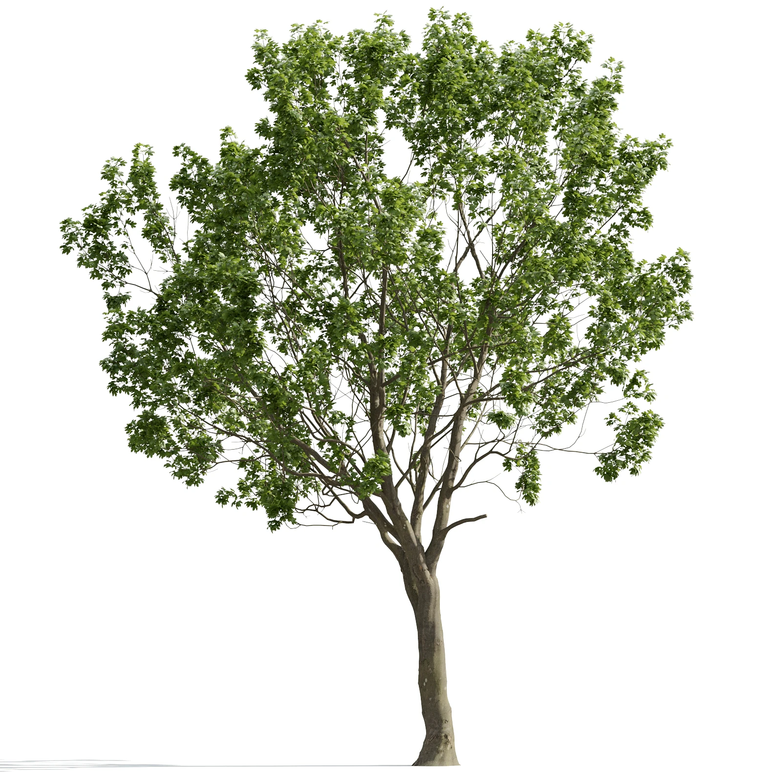 trees and barks 012 — Скачать