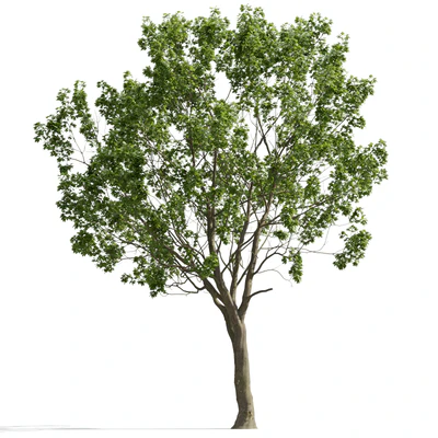 trees and barks 012 — Скачать