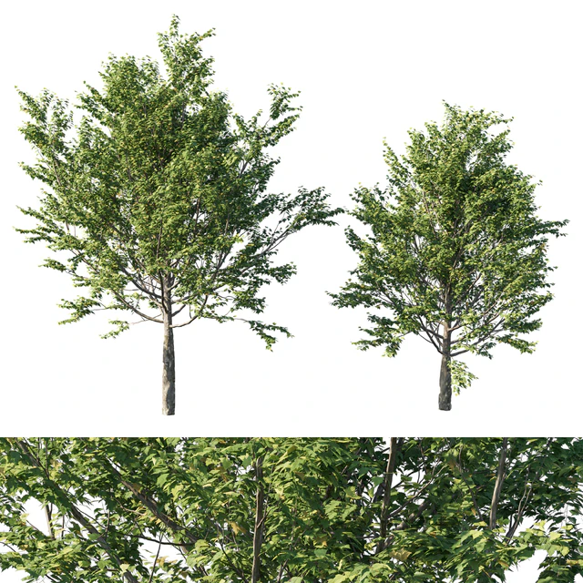 Platanus acerifolia 06 — Descargar