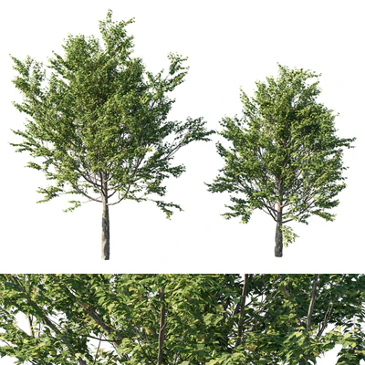 Platanus acerifolia 06 — Ver 1
