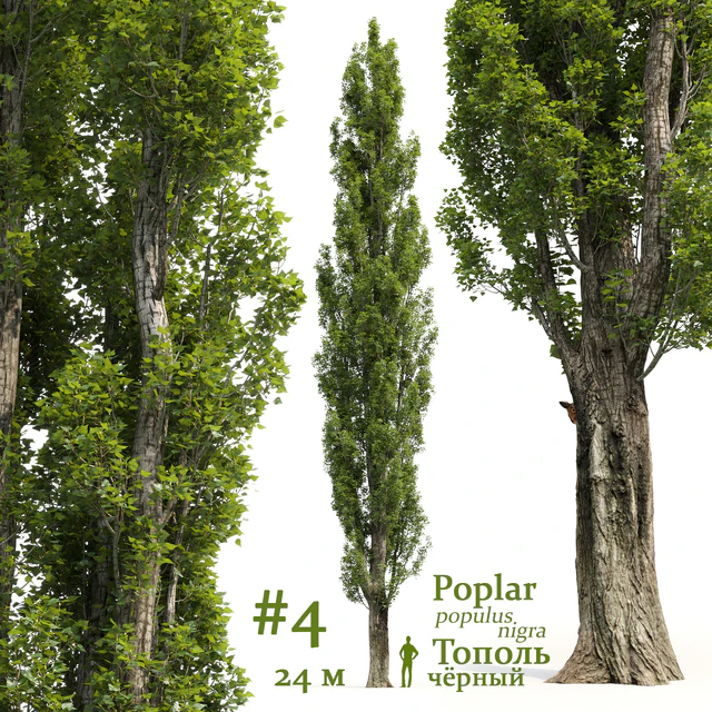 Тополь / Poplar / Populus #4 — Скачать