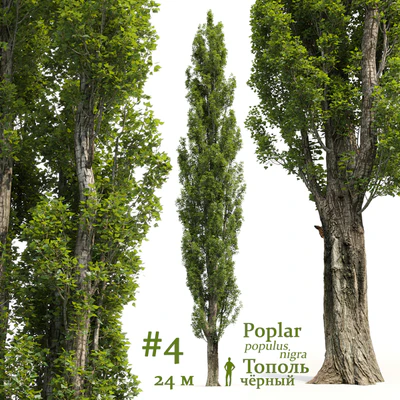 Тополь / Poplar / Populus #4 — Вид 1