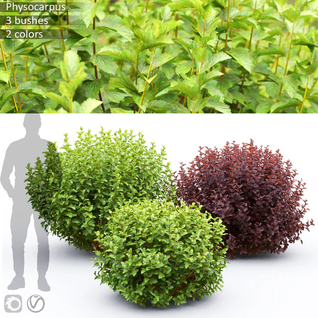 Physocarpus — Descargar