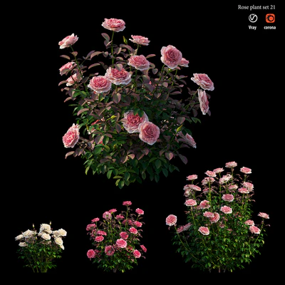 Rose plant set 21 — Вид 1