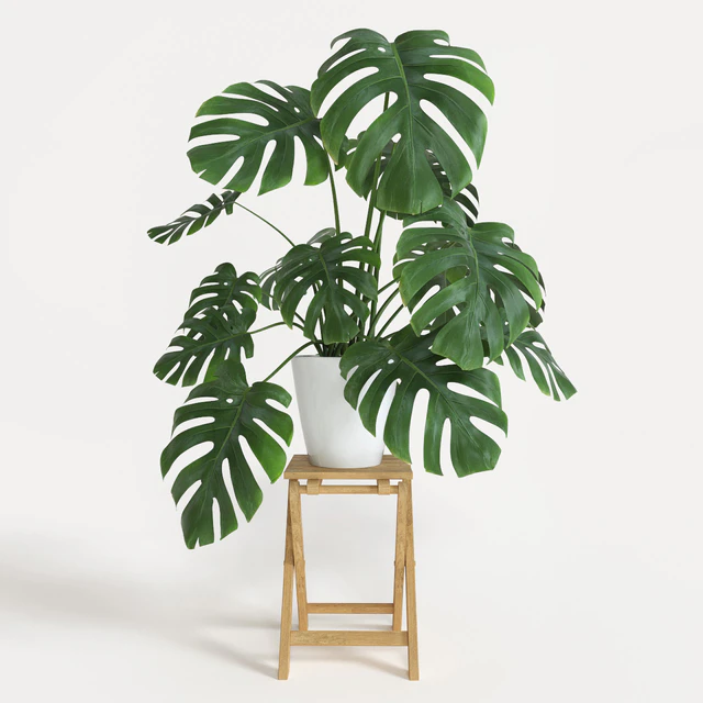 Monstera — Скачать