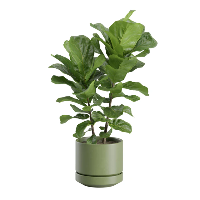 Ficus Lyrata Fiddle leaf — Descargar