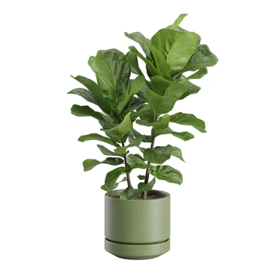 Ficus Lyrata Fiddle leaf — Ver 7