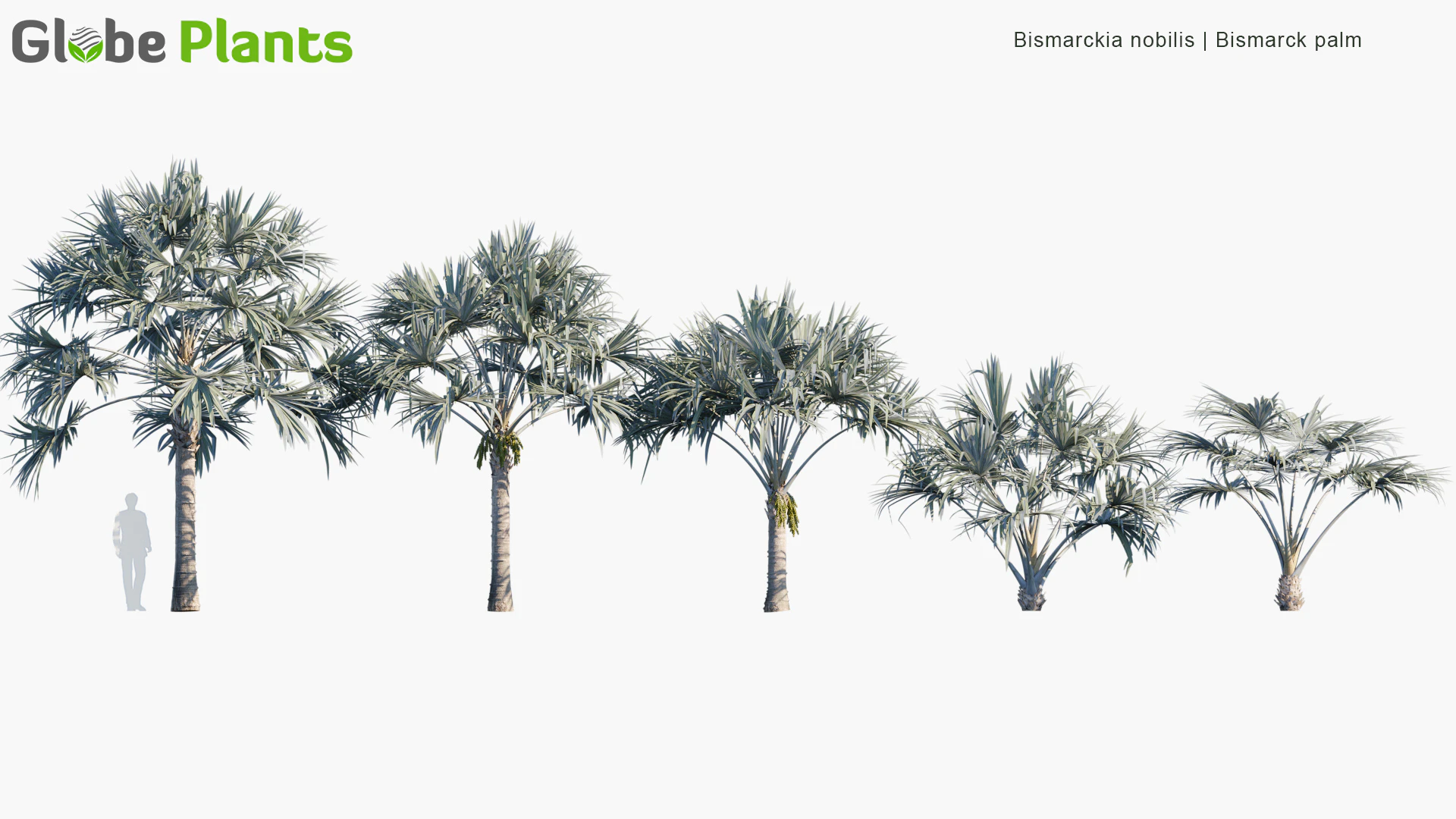 bismarckia nobilis — Скачать