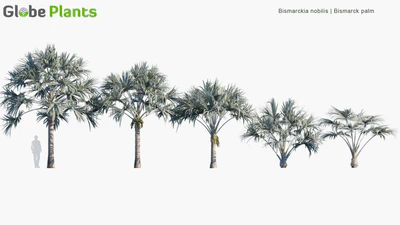 bismarckia nobilis — download