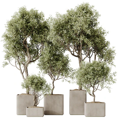 HQ HousePlants Mission Kalamata Leccino Arbequina Wilsonii Chemlali Olive Set 23 — Ver 1