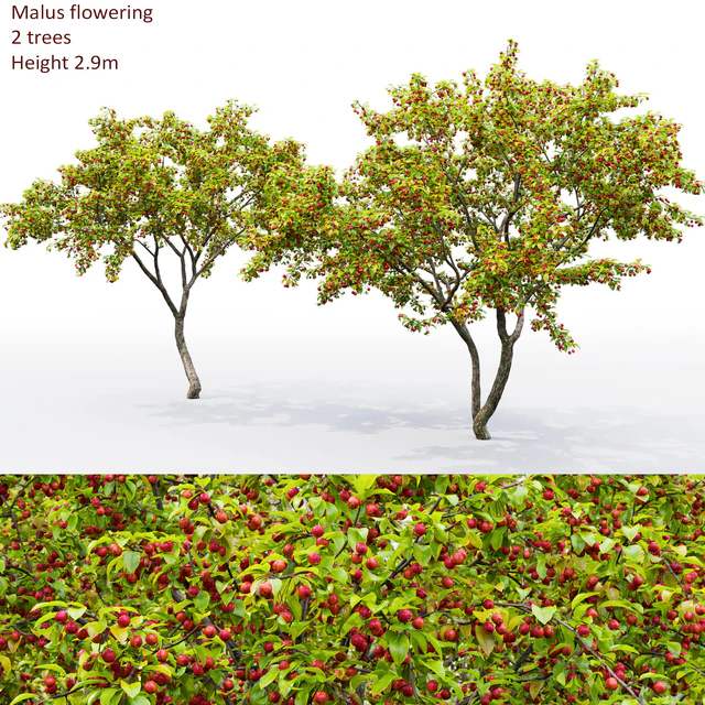 Malus  tree — Descargar