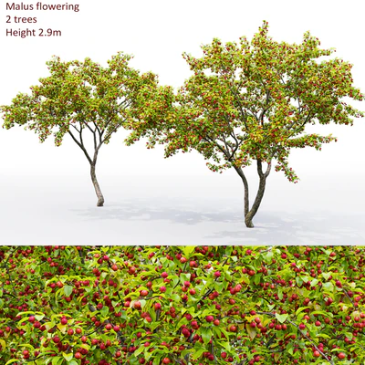 Malus  tree — Ver 1