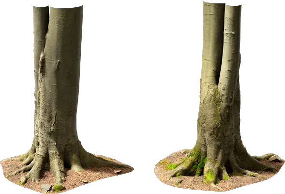 beech tree trunk 001 — Descargar